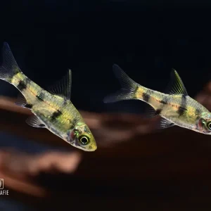 Goldene Zwergbarbe / Indische Fleckenbarbe (Pethia/Puntius gelius) Beliebt